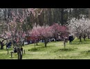 平岡公園梅林における梅の開花風景 - 2026年5月3日 (Full HD)