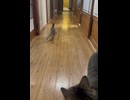 【猫動画】廊下でドリフトする子猫