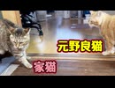 また先住猫に怒られる 【元野良猫】