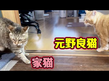 また先住猫に怒られる 【元野良猫】