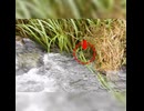 急流を避けて家族へ向かった賢いヒナ【野鳥観察】