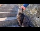 島の階段で出会った猫を撫でた結果…甘え方が可愛すぎたwww