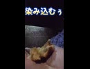 アジング大会に参戦ショート版【VOICEROIDフィッシング】