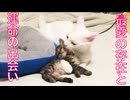 ウチューネコ、最愛の存在と運命の出会い