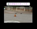 鳩に馬鹿にされる野良猫