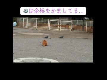 鳩に馬鹿にされる野良猫