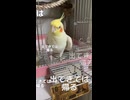 「おいで」と言ったのに…なぜかケージへ帰るインコが謎すぎるｗｗｗ