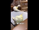 【悲報】お母ちゃんの定位置、ついにオカメインコ軍団に乗っ取られるｗｗｗ