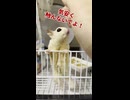 夕方のケージからの熱視線…！おやつをおねだりするフクロモモンガに勝てる人いる？ #おつモモンガ  #shorts