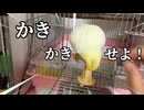 【のんたま24時】廊下を全力疾走からの、膝上甘えん坊が可愛すぎｗ