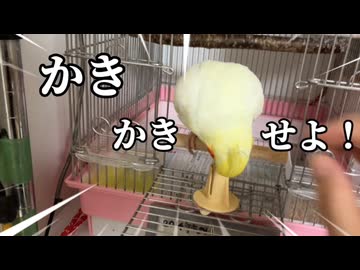 【のんたま24時】廊下を全力疾走からの、膝上甘えん坊が可愛すぎｗ