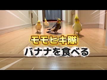 【閲覧注意】バナナを喰らうモモヒキ隊、ASMRの限界に挑む