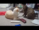 拾いねこ＠生後5076/1001日目　ばんざーいゆきち。