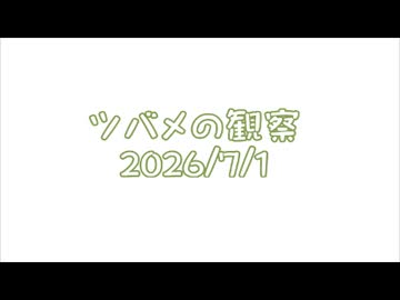 つばめの観察2026No026
