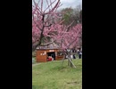 平岡公園梅林の見頃を迎えた景色 - 2026年5月4日 (Short video)