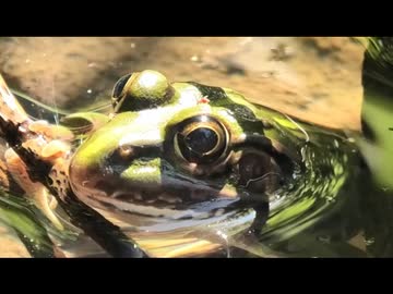 6月の面倒なヤツラー　その4
