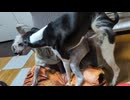 腰が激しく前後に動く動画(^ω^U)