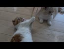 ニャンズとヒモのおもちゃで遊ぶ