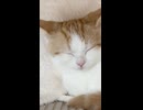 ソファーの下で寝ている子猫