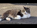 早朝のお寺の駐車場でくつろぐ猫さん