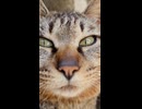 防波堤の猫
