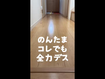 【全速力？】律儀に順番待ちするオカメインコ軍団が可愛すぎる