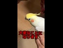 オカメインコ強制連行！帰宅拒否で大暴れする現場ｗ