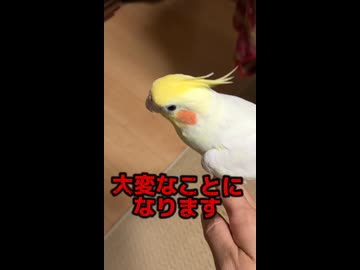 オカメインコ強制連行！帰宅拒否で大暴れする現場ｗ