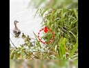 ツバメ親子とカルガモ親子、2つの子育て【野鳥観察】