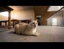 海釣り公園の謎の建物に入ったら…案内係がまさかの猫だったｗ