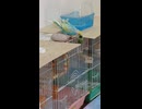 小松菜食べるインコのショート動画2026 7 2