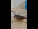 落ちたエサを食べるキンカチョウのショート動画2026 7 2