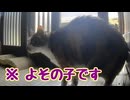 勝手に開けて 入ってきた【よその子】 【元野良猫】