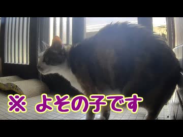 勝手に開けて 入ってきた【よその子】 【元野良猫】