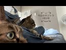 【ずず】キジトラ1号2号のんびり。【かや】