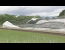 「言葉が出ない」ハウス倒壊に農家落胆　線状降水帯の発生で福岡と佐賀に被害相次ぐ