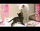 運命のウチューネコ兄弟、愛情のはじまり