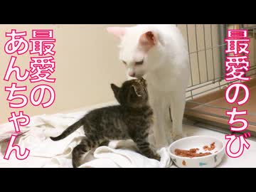 運命のウチューネコ兄弟、愛情のはじまり
