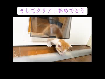 子猫、猫ドア通過にチャレンジ！