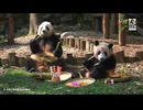 PandapiaLive_2026_07_02