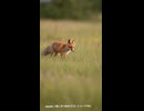 赤いきつねのうた