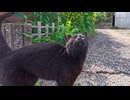 猫島の道路脇でゴロ～ンする黒猫が可愛すぎて動けないｗｗ