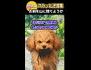「ほっときゃ帰ってくるわw」と愛犬を山に放つウト→私「だまれクソジジイ！」とガチギレして黙らせた結果ww