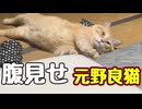 懸命にアピールする 【元野良猫】