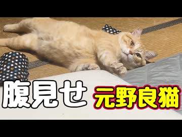 懸命にアピールする 【元野良猫】
