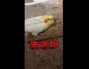 ボトルに引きこもるインコ。お母ちゃん、コンコンしても無駄だってよw