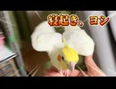 【閲覧注意】ツンデレオカメインコろくの朝が過酷すぎて草ｗ
