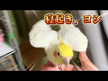 【閲覧注意】ツンデレオカメインコろくの朝が過酷すぎて草ｗ