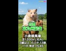 【馬番発表後2番目位に早い競馬予想】ＧⅢ # 北九州記念 AIみかん 予想担当はCocoんcoの推奨馬3頭で好配当的中目指します《#競馬楽部LOVE》通算Vol.440