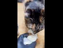 【猫動画】猫4匹にミルクのおやつをあげました